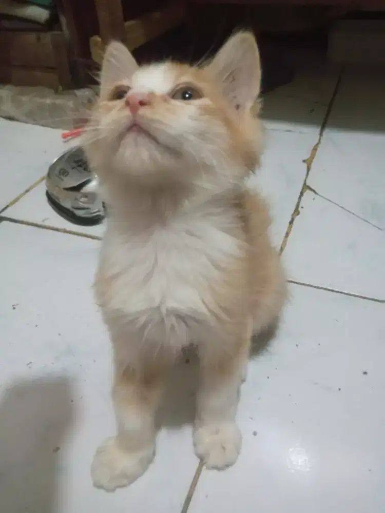 kitten mixpersia jantan 3 bulan aktif
