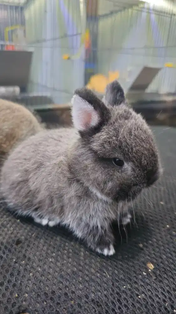 Kelinci netherland dwarf