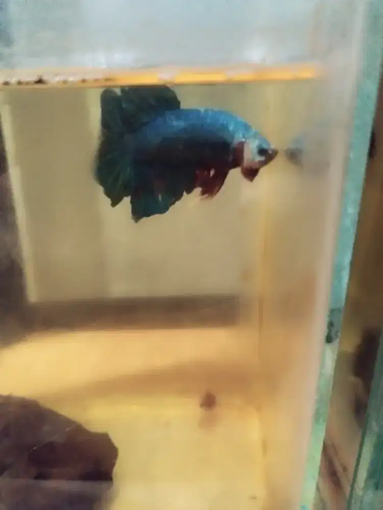 Ikan cupang avatar jumbo