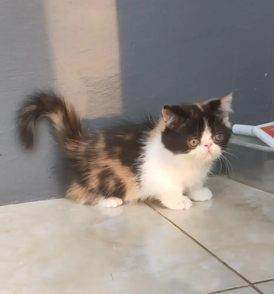 Kucing Munchkin hidung pesek