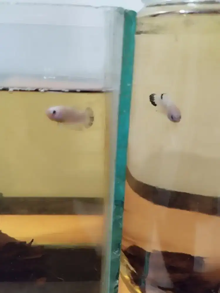 Anakan cupang blue rim