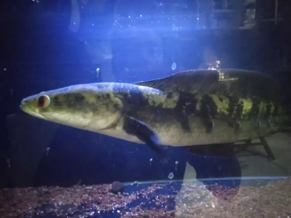 Channa ikan gabus hias