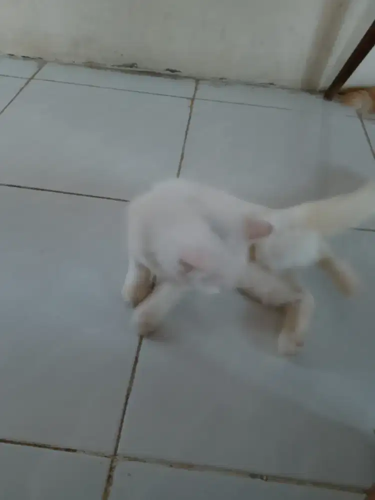 Persia kucing putih solid