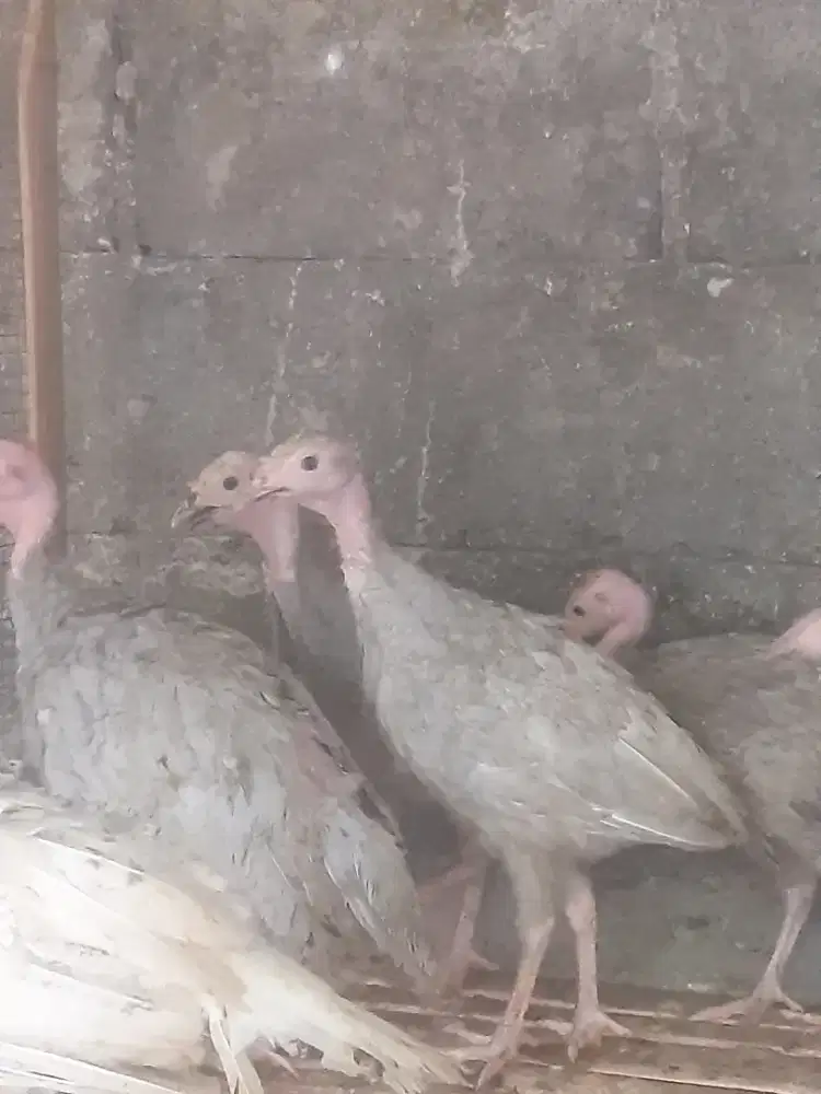 Ayam kalkun abu