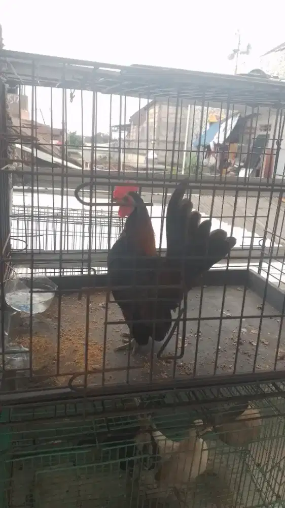 Yo bosku ayam serama nya siap kawin