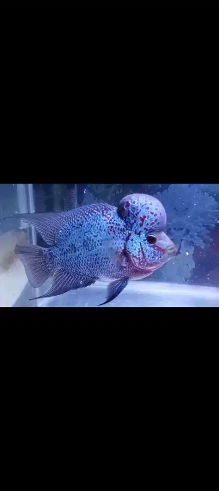 Ikan louhan Boomhead