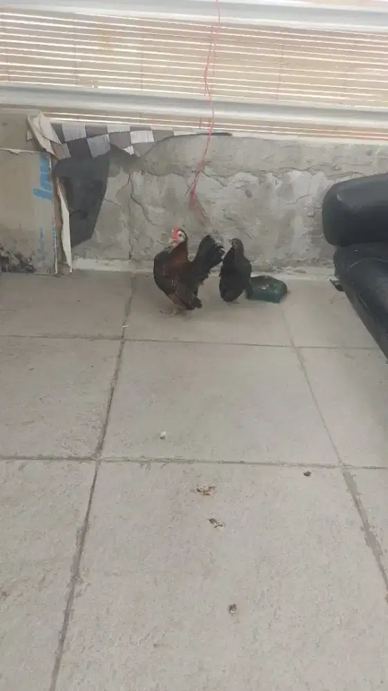 Ayam serama nya bosku sepasang