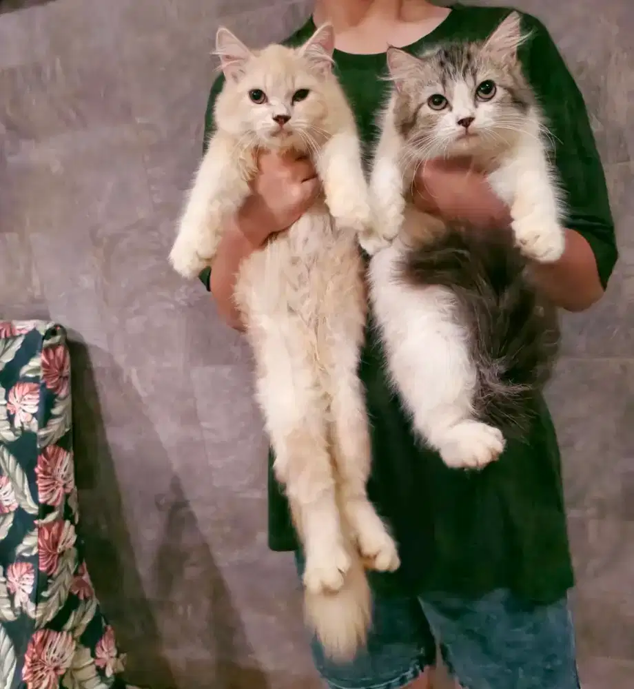 Kitten persia jantan 3bln