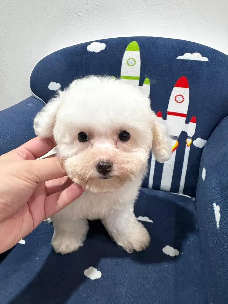 Poodle x bichon poochon jual anjing