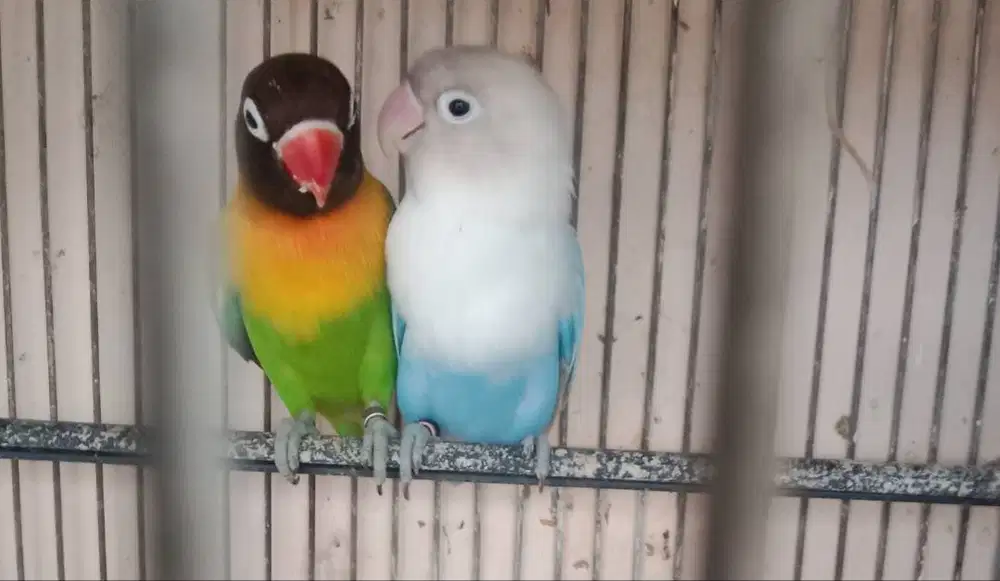 Burung LB/Lovebird Pasangan