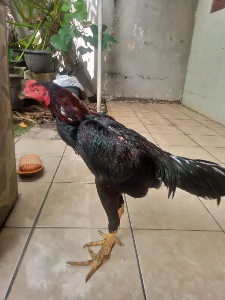Ayam Bangkok Muda