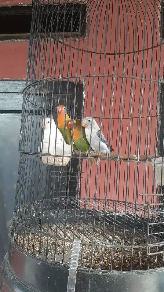 Paud lovebird sehat