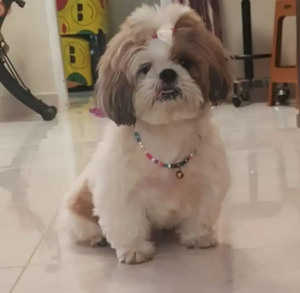 Anjing chitzu jantan ori