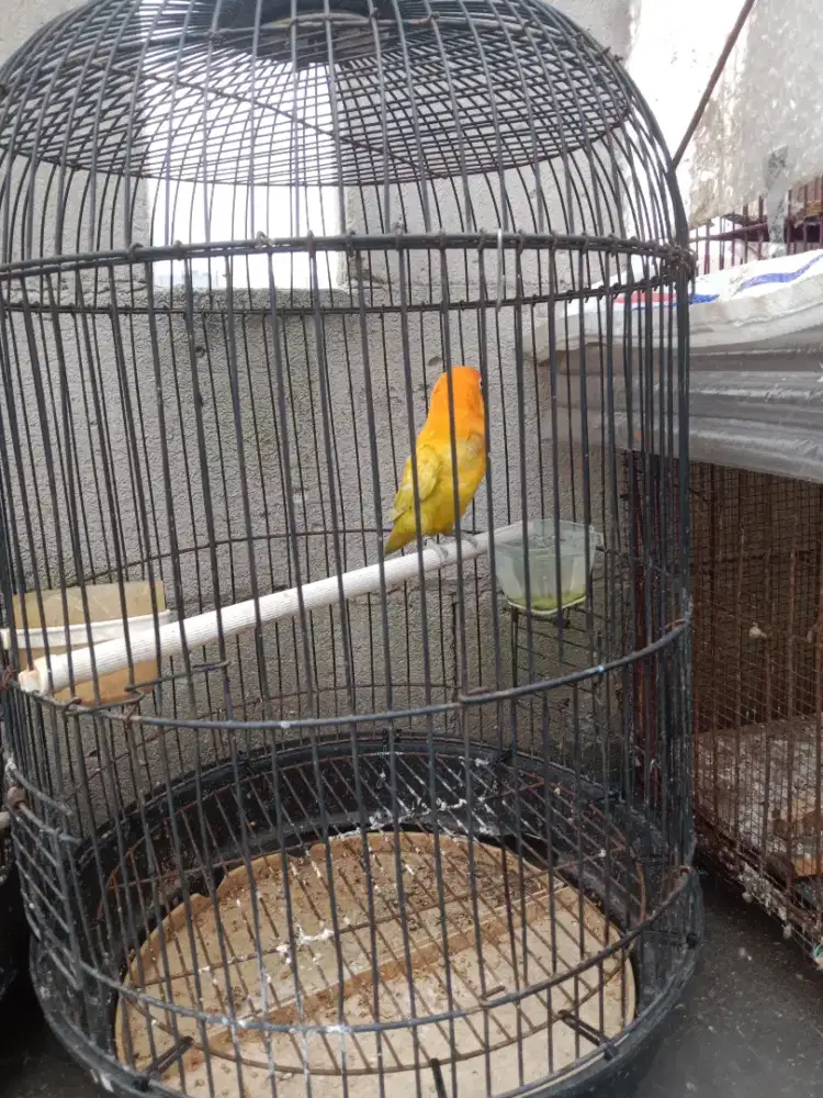 Burung Lovebird