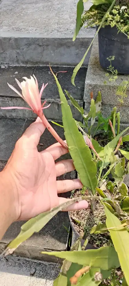 Wijayakusuma bunga putih
