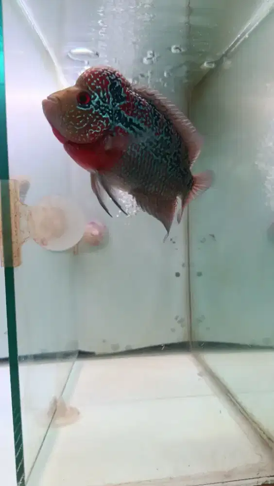 Ikan louhan lohan SRD merah 3 jari