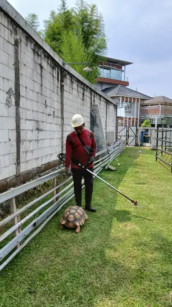 Jasa potong rumput dan semak blukar