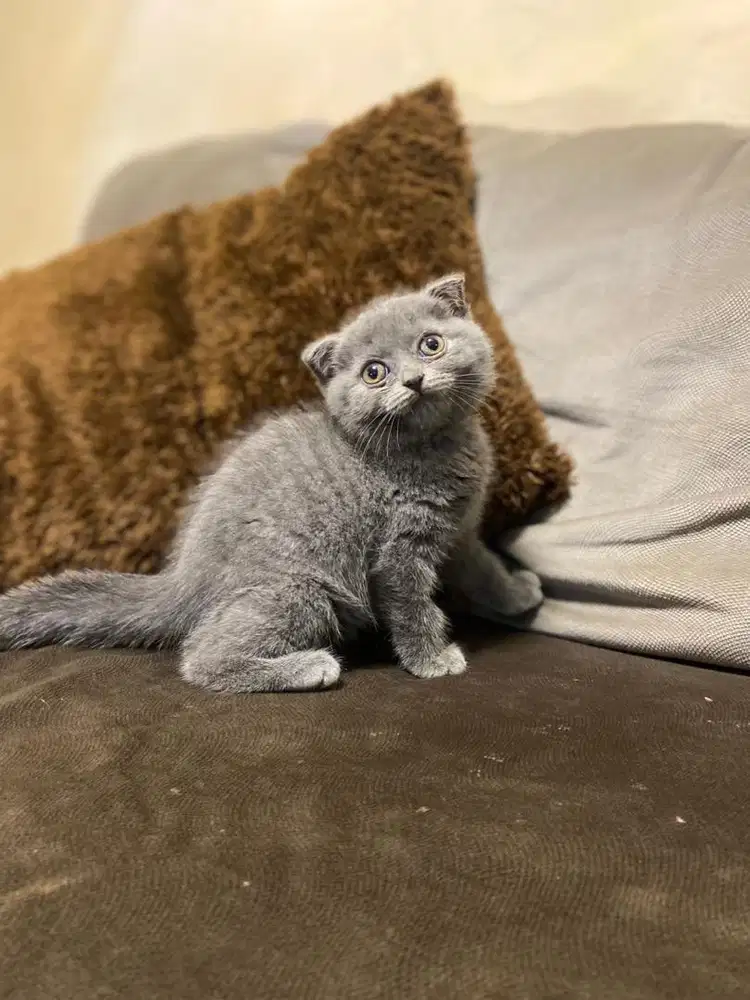 Scotish Fold Kitten Blue