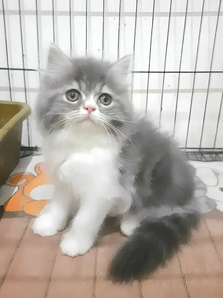 Munchkin NS Jantan