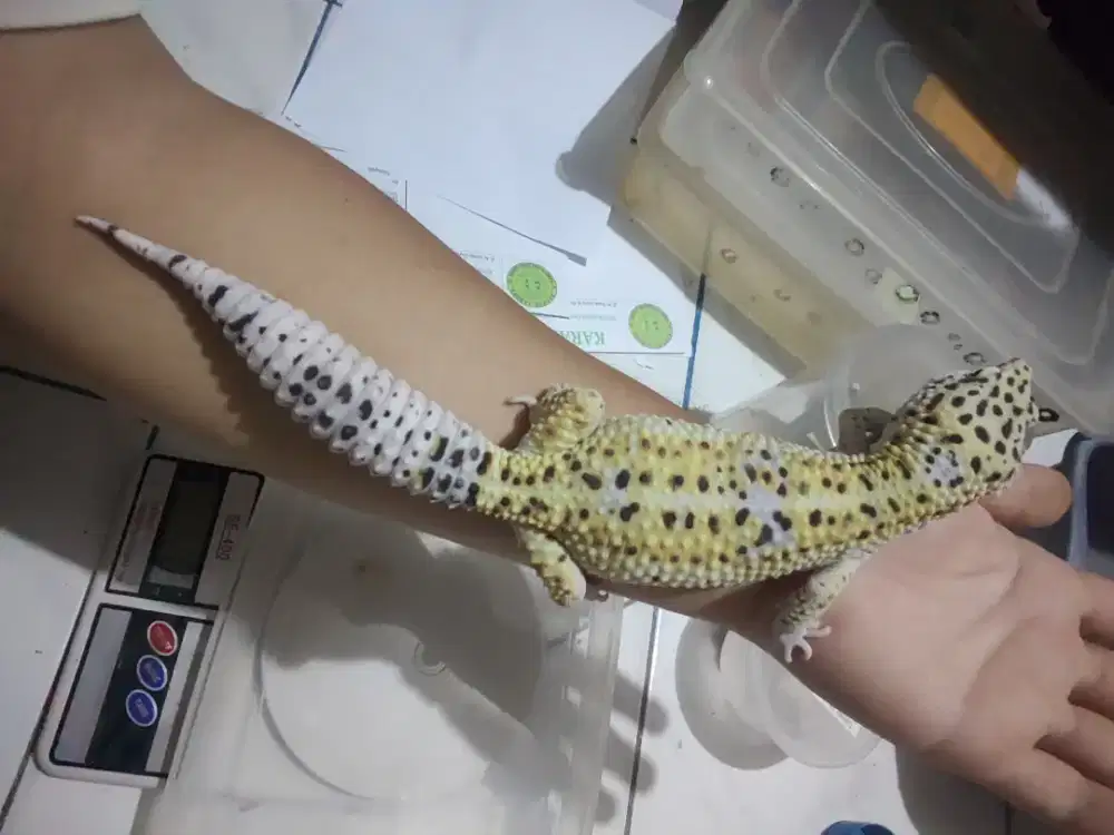 GECKO ANGRAIMANYU 29,5CM