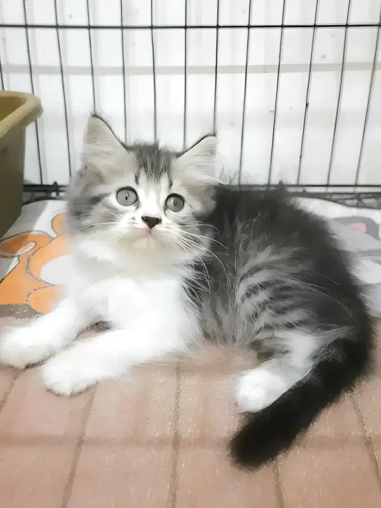 Munchkin NS Betina