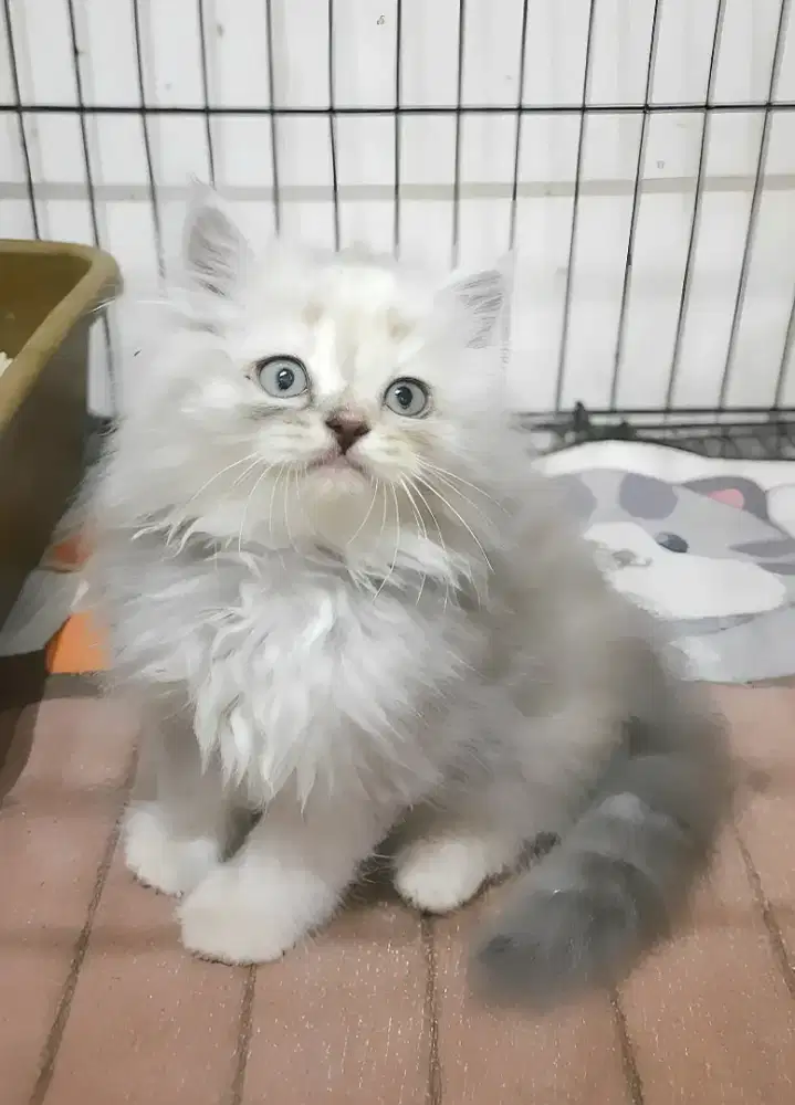 Kucing persia betina
