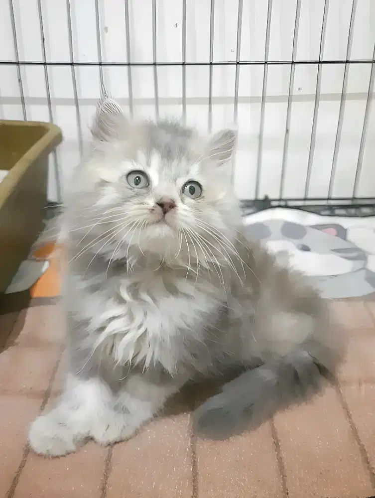 Kucing persia betina