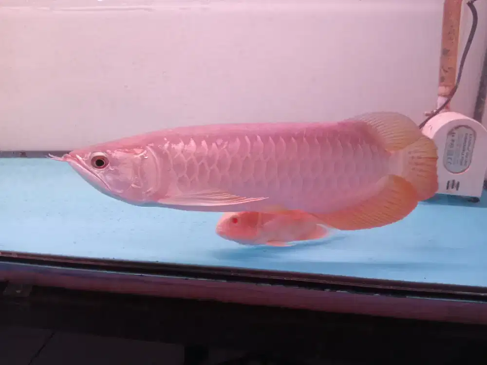 Arwana golden red