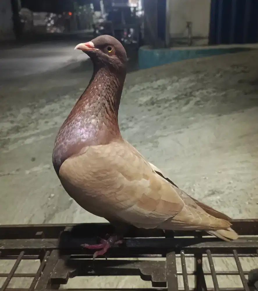 Burung merpati giringan prospekan untuk kolongan / rumahan, perpasang