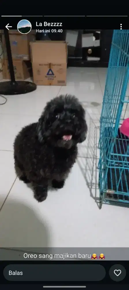 Anjing pudel ada stambum