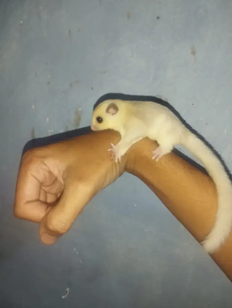 Sugar glider Platmos Dh caramel Leucistic ( Betina ) joey