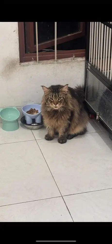 Kucing Mainecoon Jantan