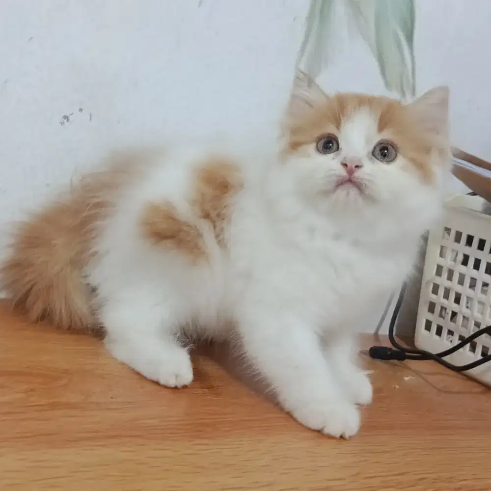 Kitten flatnose betina