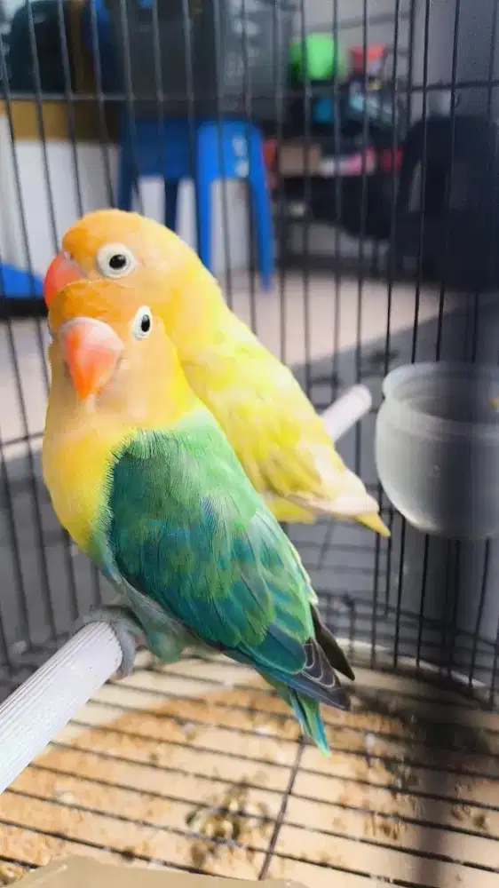 Lovebird Biola PB 1.0 x PB pastel 0.1