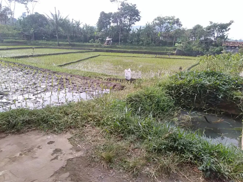 Tanah sawah 6. Produktif dan murah