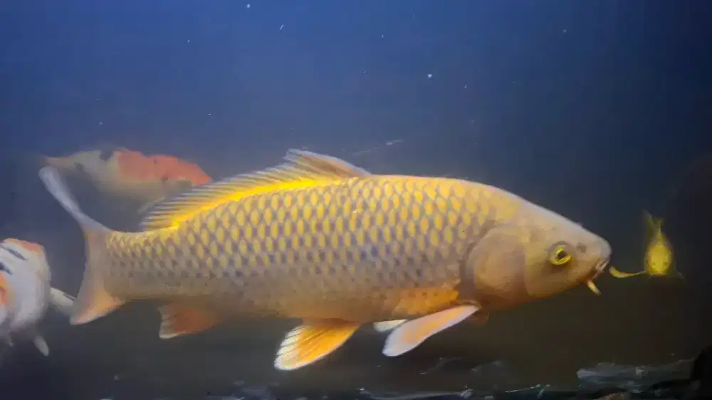 KOI CHAGOI TEMBAGA 45CM