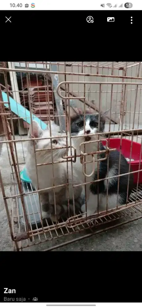 Free Adop Kucing Betina 5Bln
