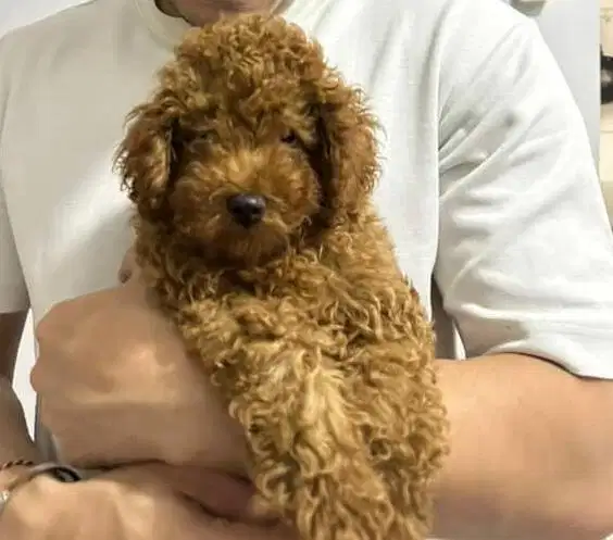 Anjing POODLE Usia 2 bln Jantan