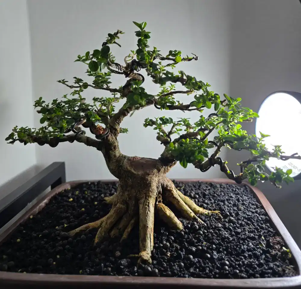 Bonsai Sancang (Premna Microphylla)