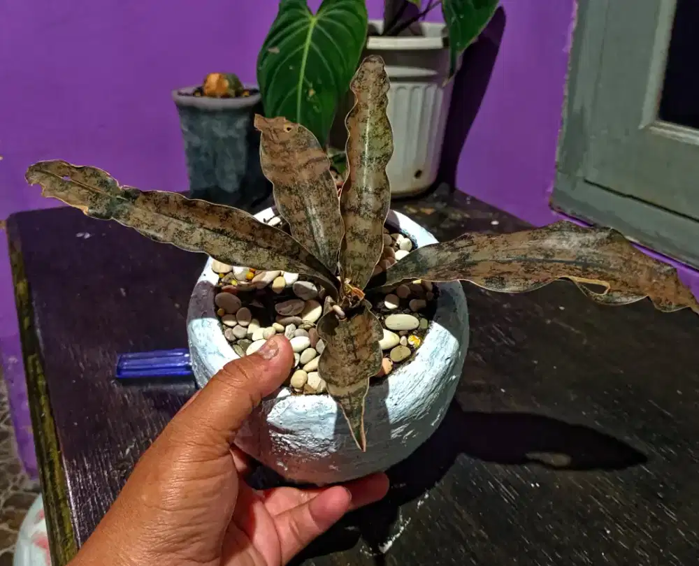Tanaman Hias krikie brown 5 daun remaja