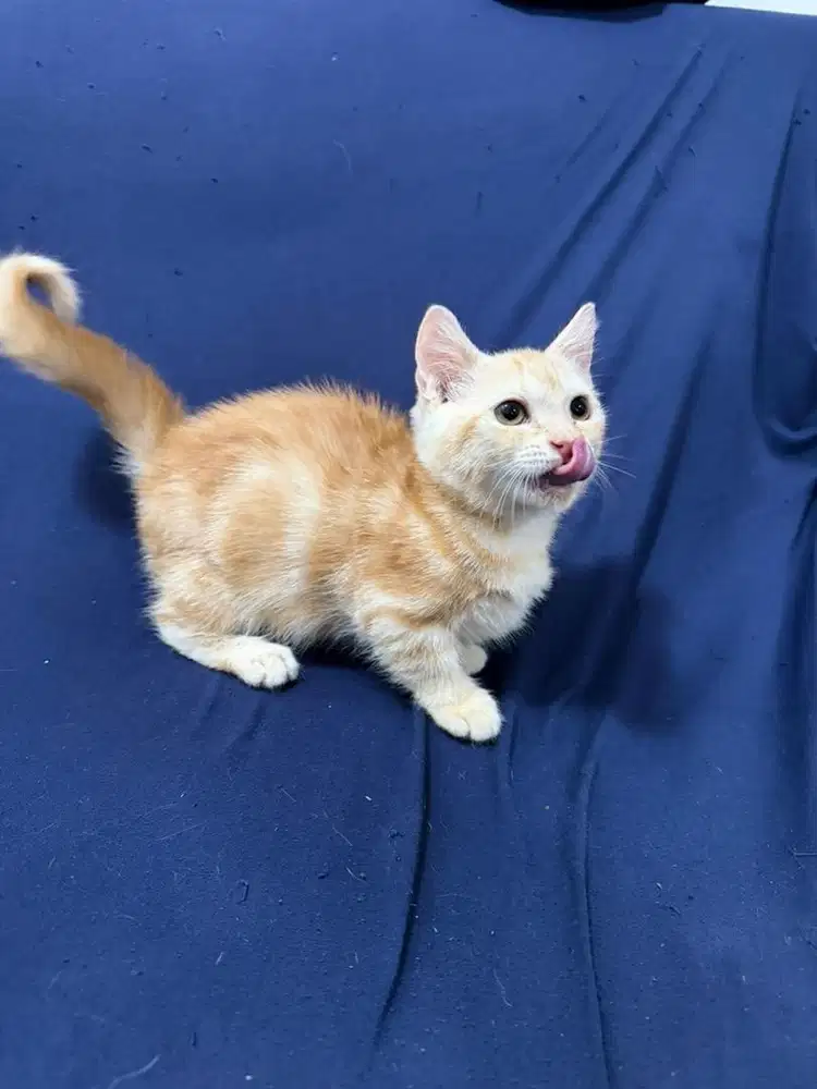 MUNCHKIN GAELIC OYEN JANTAN