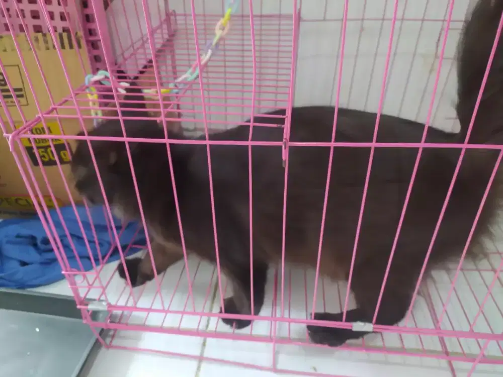 Lepas adopt kucing anggora