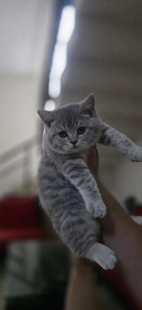 British shorthair silver