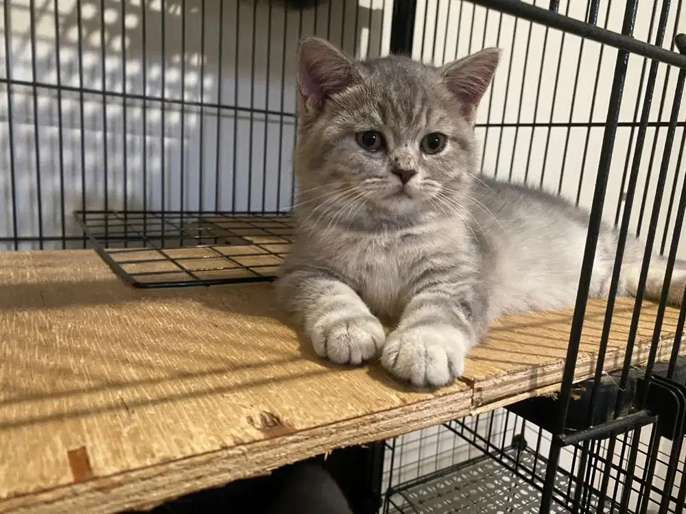 British shorthair silver