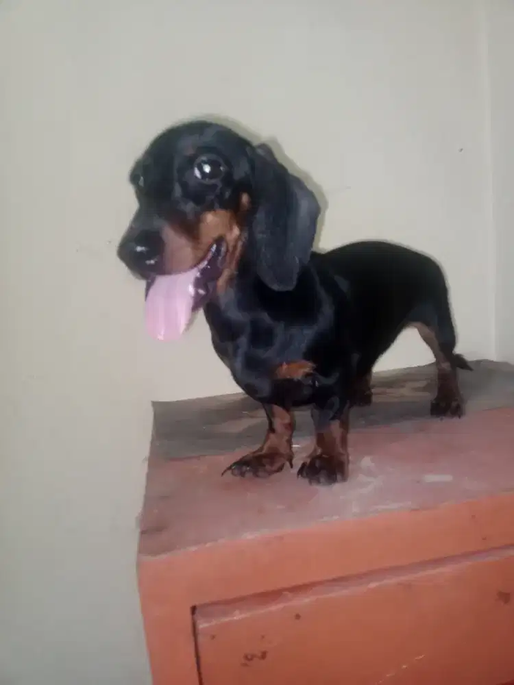 Mini tekel/Dachshund betina cantik