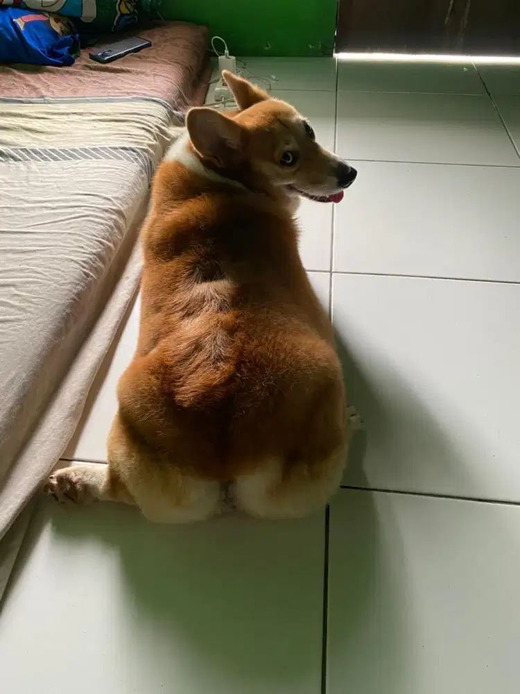 Corgi betina indukan