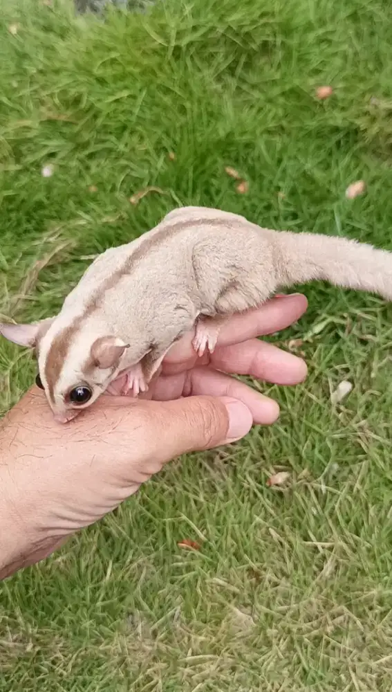 Sugar glider caramel 3 bulan jantan