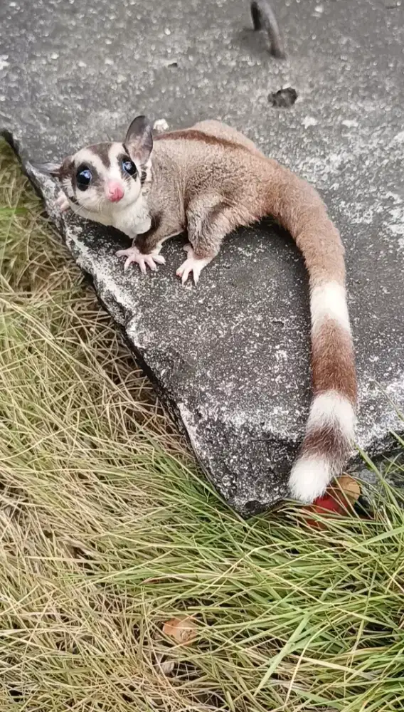 Sugar glider RING TAIL betina 3 bulan