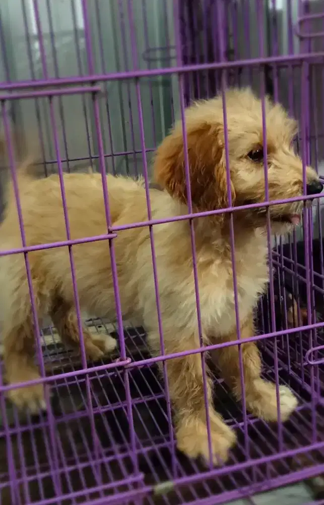 Golden retriever X Poodle