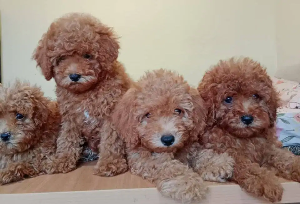 Anakan Anjing Poodle Jantan & Betina Usia 3 Bulan – Lucu & Sehat